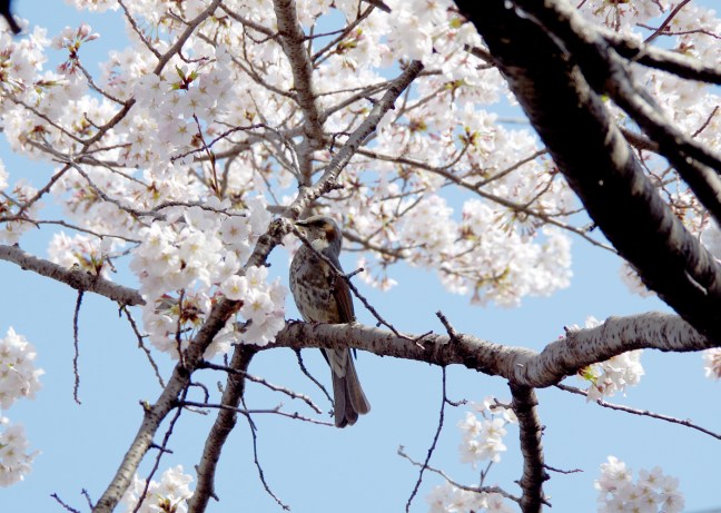 IMGP4763ヒヨドリ>ツグミ?