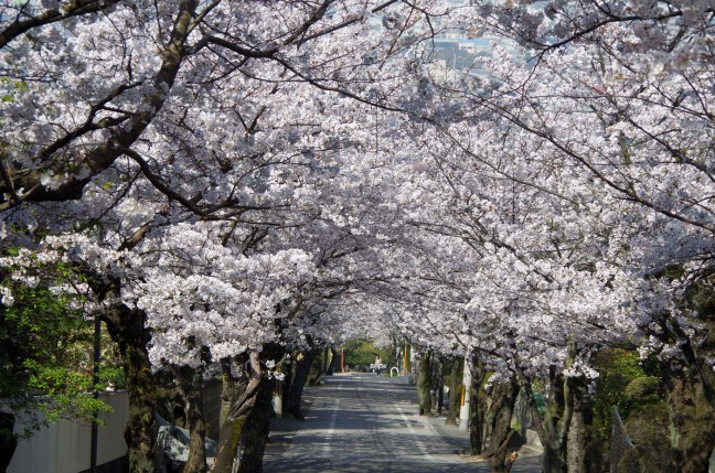 IMGP4766桜坂