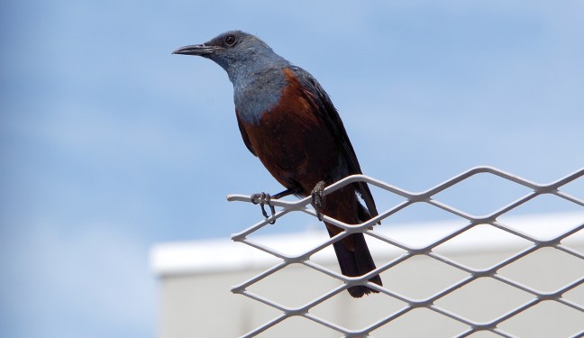 wp_イソヒヨドリ